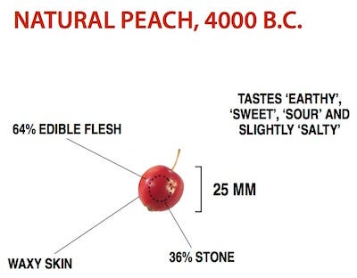 Natural Peach, 4000 B.C.